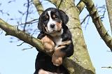 GRAND BOUVIER SUISSE 019